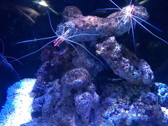 -迪拜水族馆及水下动物园