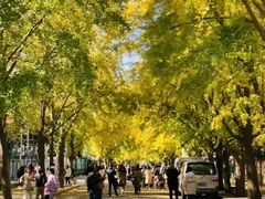 -三里屯东五街银杏大道