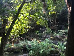 -绿光森林餐厅