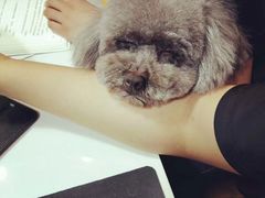 -八公叔叔宠物美容连锁(春申店)