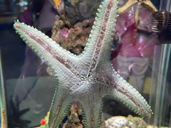 -太平洋海底世界