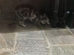 -猫咪博物馆(顶澳仔猫街店)