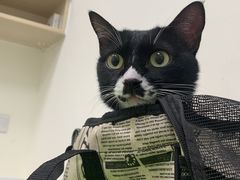 -凯特喵百思猫专科医院