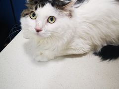 -西安京西宠物医院·瘫痪·疑难杂症