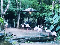 -清迈夜间动物园