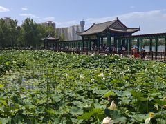 -莲花池公园