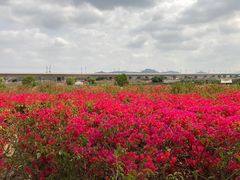 -光明小镇欢乐田园