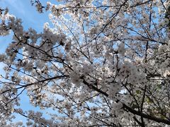 -高东镇樱花园