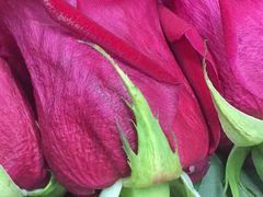 -BEAST野兽派(上海浦东嘉里城店)