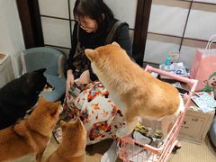 -逗柴咖啡屋·狗咖猫咖宠物桌游