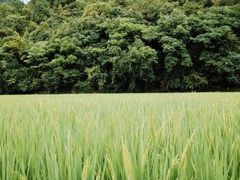 -贵阳市花溪国家城市湿地公园