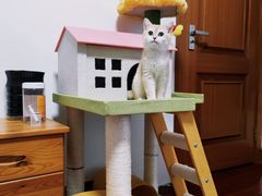 -Bastet sally猫舍购宠(静安店)
