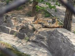 -大连森林动物园