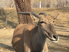 -北京野生动物园