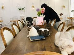 -共舞时光猫咖·狗咖(新街口店)