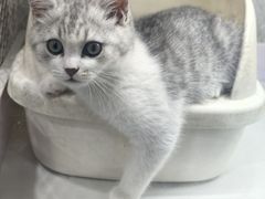 -喵的天空名猫咖啡馆·撸猫·猫舍·用品