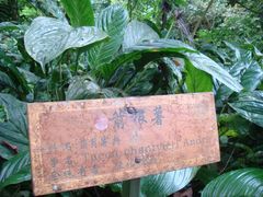 -莫里热带雨林景区
