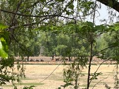 -北京麋鹿生态实验中心