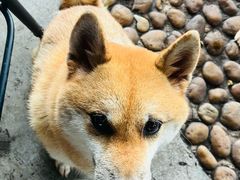 -柴犬高等学院·狗咖·柴犬售卖·宠物训练