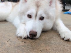 -TrueLove @ Neverland (Husky Cafe)
