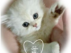 -屋虎猫馆(宝安大仟里店)