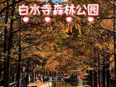 -白水寺森林公园