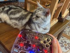 -猫猫幼稚园·撸猫·桌游·电玩
