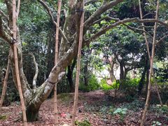 -香山鸡嘴荔枝