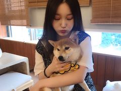 -豆柴町-柴犬主题狗咖(红鼎国际C座店)