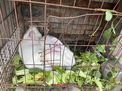 -大自然农场蔬菜草莓采摘园