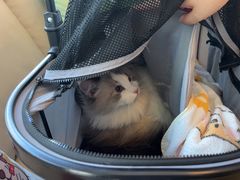 -瑞派申生动物医院·24H夜诊·国际动物医疗中心·骨外科(吴中路店)