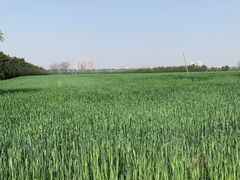 -汉长安城未央宫国家考古遗址公园