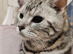 -宠爱国际动物医院·消化内科·心肾内科·ISFM猫友好(望京店)