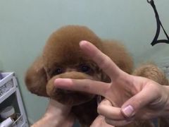 -沐沐家宠物(成寿寺店)