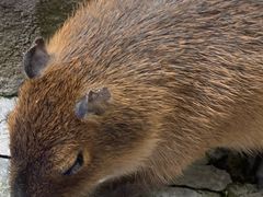 -中国大熊猫保护研究中心雅安碧峰峡基地