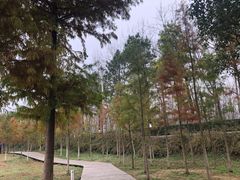 -合肥滨湖国家森林公园