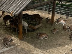 -青藏高原野生动物园