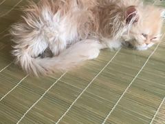 -康旭宠物医院(郑州总院)