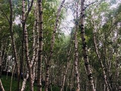 -塞罕坝国家级自然保护区