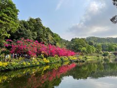 -深圳仙湖植物园