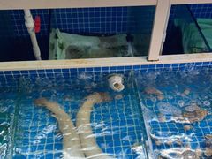 水产区-金龙·打边炉(南京西路店)