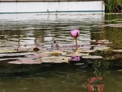 -比弗利花园