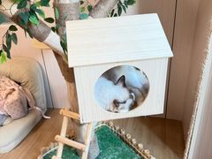 -唐小姐の私宠·宠物洗护美容·撸猫馆·购宠(周浦万达旗舰店)