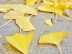 -四川大学(华西校区)