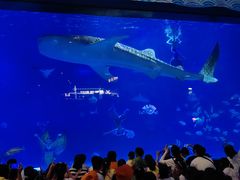 -烟台海昌鲸鲨海洋公园