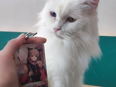 -飞行喵MR PILOT|猫舍·猫咖(静安大融城店)