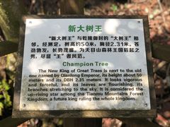 -天目山大树王景区