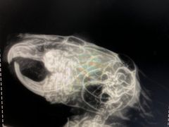 -瑞派·关忠动物医院·异宠专科·犬猫肿瘤·皮肤专科(望京店)