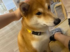 -柴迷FANS CLUB·柴犬狗咖·猫咖