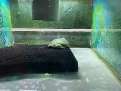 -上海大自然野生昆虫馆